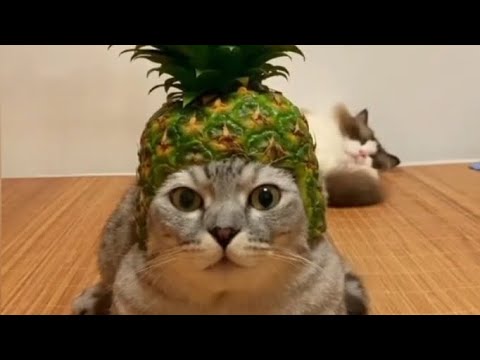 funny and cutest animal and birds #animal #bird