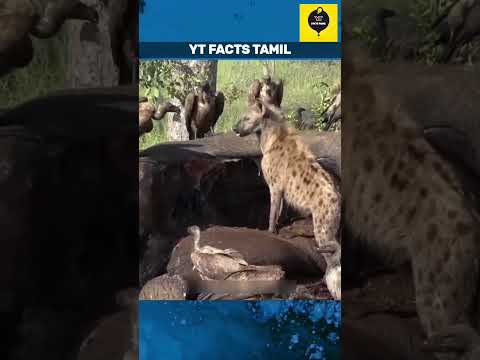 என்ன பண்ணுறாங்க பாருங்க! | Tamil Facts_Facts In Tamil_Facts In Minutes_Minutes Mystery #Shorts