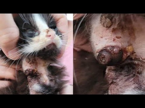 Removing Gigantic Botfly Larvae Inside Cat's Neck (Part 66)