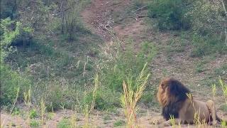 Male lion suddenly notices what's behind him