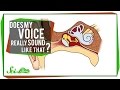 Understanding Voice Perception
