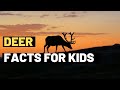 Understanding Deer: Behavior and Biology