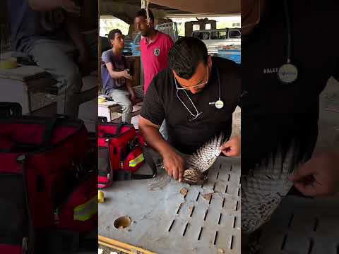 dramatic rescue of fox and birds at the animal market !! #lovehorses #horse #animals