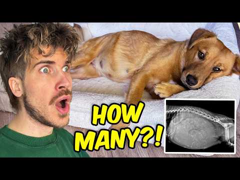 Finding Out My Dog is Pregnant!