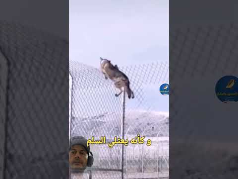 a very clever and cunning wolf 😱| الذئب من أذكى المخلوقات و أمكرها     #photography #wildlife