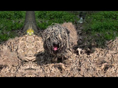 Abandoned dog, fur matted like a mop, begging for water and food! Journey to love and a new life!