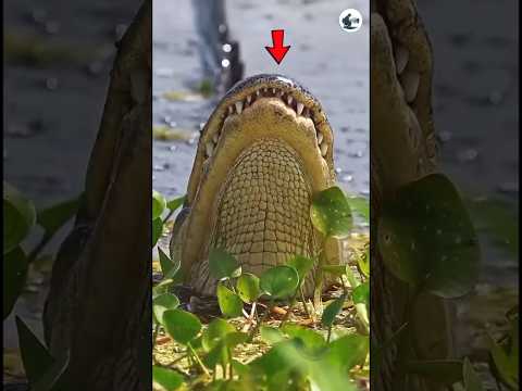 Crocodiles are very intelligent 🐊.