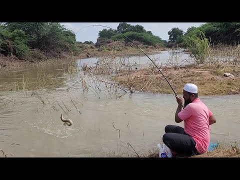 "BAAMFISH FISHING TECHNIQUES "INDIAN EEL FISH FISHING "AMAZING SMALL HOOK FISHING IN BAAMFISHES "