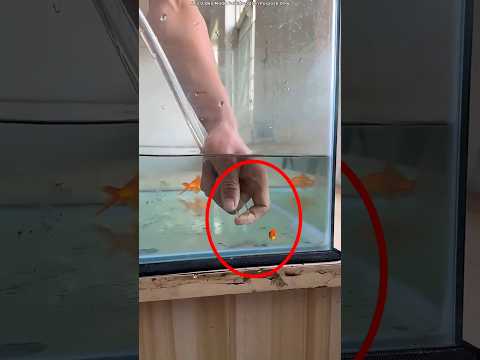 Golden fish stuck in pipe epic rescue #shorts