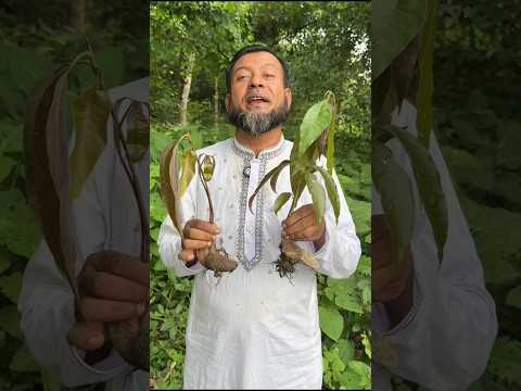 🌱আম গাছের গুনাগুন না জানলে আপনাদের অনেক লস হয়ে যাবে। #shortsfeed #shorts