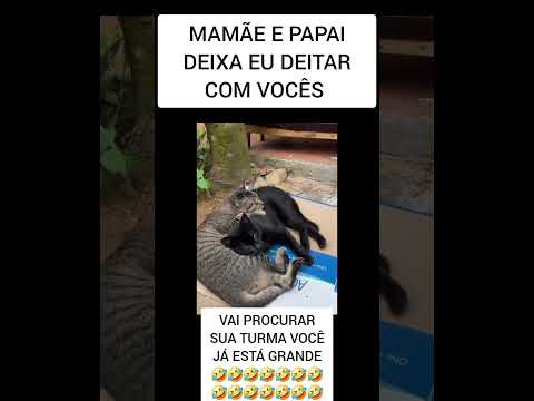 DEITAR AQUI NÃO//LIE DOWN HERE NO 🤣🤣🤣🤣🤣🤣🤣🤣🤣🤣