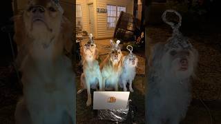 My dogs called to deep space…and something answered.