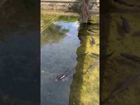 Cá koi bơi đầy dưới sông ở Nhật #nhatban