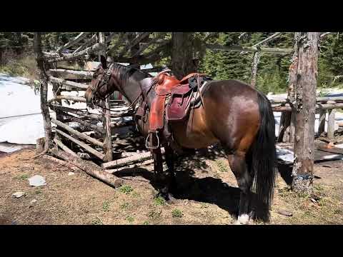 ✅out😳first mountain ride off the year on the paint horses with the Winchester 1892 45 colt caliber