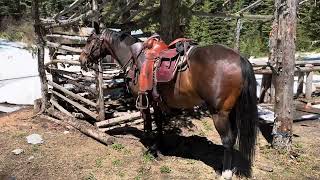 ✅out😳first mountain ride off the year on the paint horses with the Winchester 1892 45 colt caliber