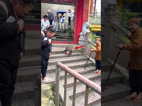 Don't show anger in front of a monkey | #shorts