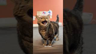 Am I a mean mom or something?! Goodness! #talkingcat