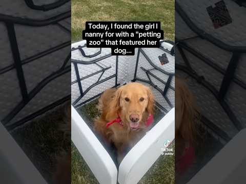 she’s innovative #puppies #dog #puppy #pet