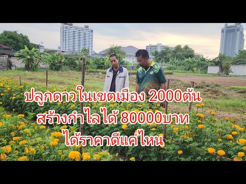 ปลูกดาวในเขตเมืองปลูกเองขายเอง2000ต้นได้ผลกำไล80000บาททำยังไ