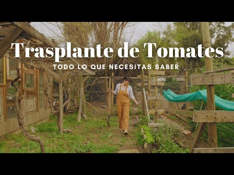 Trasplantar Tomates! 🍅 Todo lo que necesitas