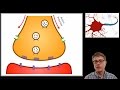 Understanding Synapses