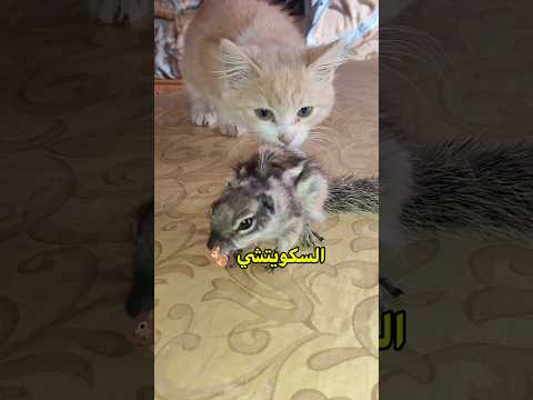 السكويتشي مسكين مشا فيها 😢🥺