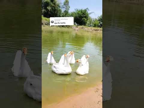 ห่านหัวสิงโตสีขาวคนรักห่านห่านบ้านสวนของขวัญห่านคนเลี้ยงห่าน บ้านสวนของขวัญ ห่านหัวสิงโตสีขาวคนรักห่านห่านบ้านสวนของขวัญห่านคนเลี้ยงห่าน