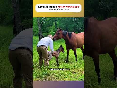 Добрый человек помог маленькой лошадке встать #животные #история #лошадь #помощь #природа