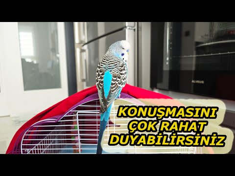 TOMBUL KUŞ PAŞAYI YAKINDAN DİNLEYİN EV HALİ