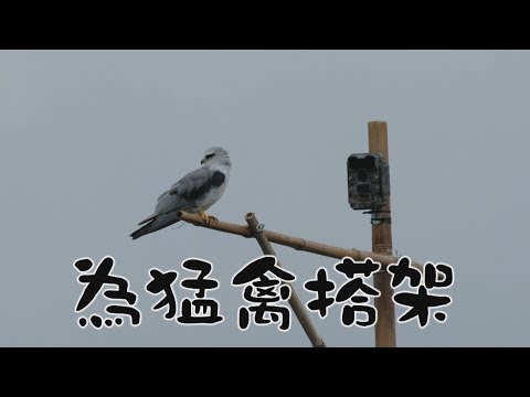 【鳥類保育】為猛禽搭架｜讓牠們能有停棲的地方(我們的島  第1017集 2019-08-19) - YouTube