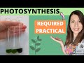 Understanding Dehydrogenase Activity in Chloroplasts