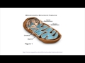 Cell Organelles and Endosymbiosis Theory