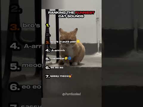 Ranking the Funniest Cat Sounds Part 3