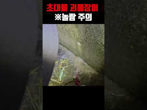 너무 무거워!! 전설의 장어 발견!!!