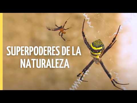 ¡Increíbles herramientas de supervivencia animal! 🐾 | Episodio Completo