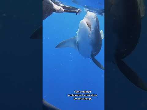 What if they open their mouth? #tigershark #sharkdiving #savesharks #sharkdive #hawaii #ocean #shark