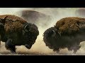 Bison Behavior During the Rut