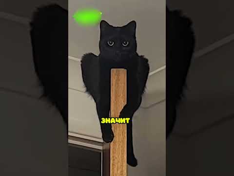 Если вы увидите этого кота, бегите! 😨