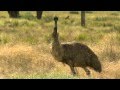 Exploring the Emu: Australia's Unique Bird