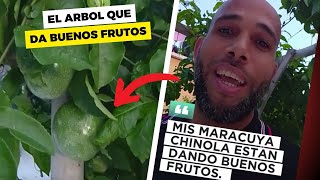 Mis maracuyá "CHINOLA" están dando buenos frutos