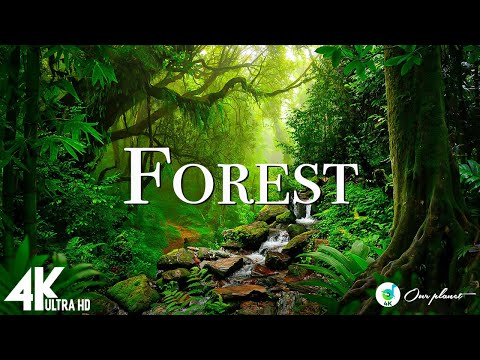 Forest 4K - Nature Relaxation Film • Peaceful Relaxing Music • 4k Video UltraHD