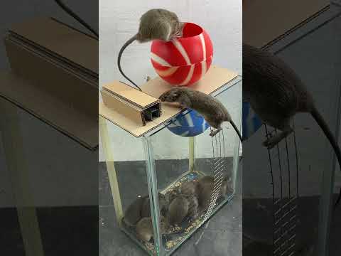 The best mouse trap ideas at home // Great tips to trap mice #mousetrap