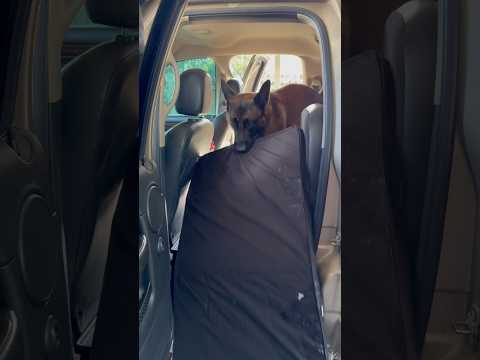 The Dogs Can Always Count On ​⁠@Ruff-Liners #dogmom #doghelp #ruffliners #truckprotection