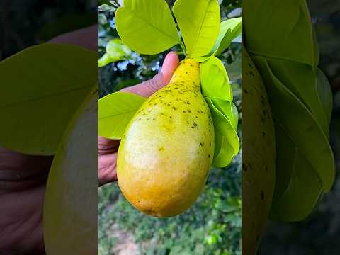 fresh ripe lemon cutting #fruit #short ๐๐๐