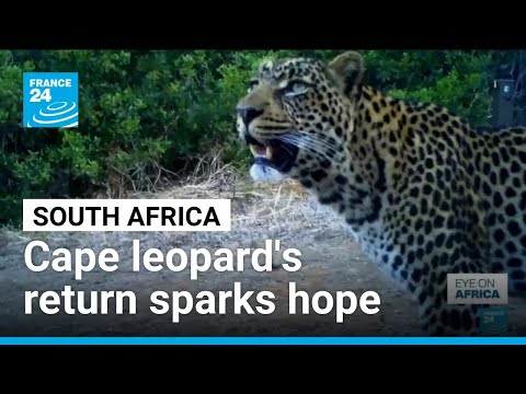 YouTube video thumbnail: Cape Leopard's Return Sparks Hope