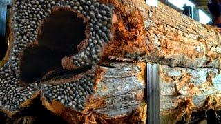 Hollow Wood Allegedly Inhabited Dangerous Animal In Sawmill