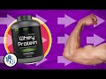 Muscle Repair and Protein Intake