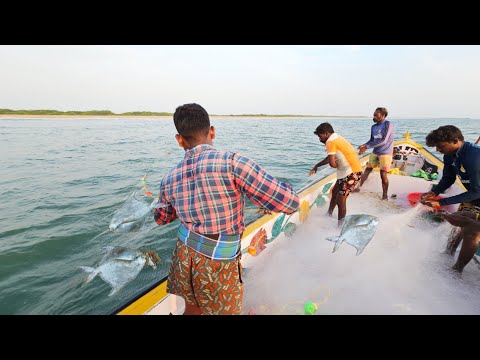 அதிர்ஷ்டமாக கிடைத்த ஐ வாவல் மற்றும் சில்வர் வாவல் மீன்கள்