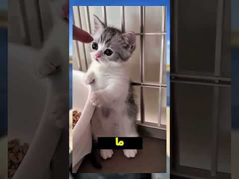 شوفوا اللي حصل للبنت‼️🤔