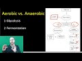 Cellular Respiration Concepts